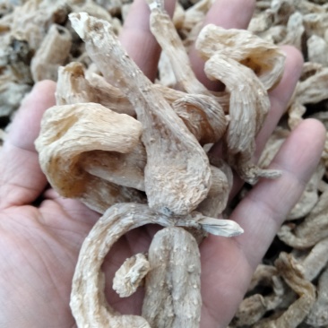 干货天麻药食同用