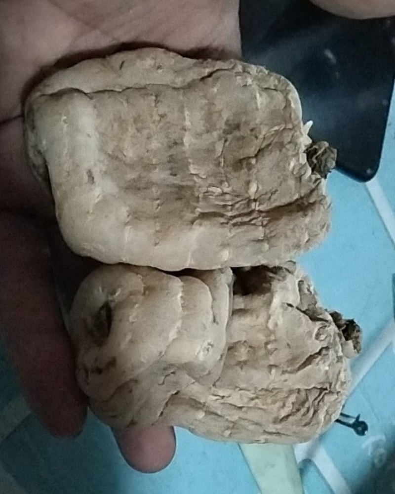 乌天麻药食同源对偏头疼都有很好的效果