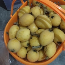 白沙枇杷