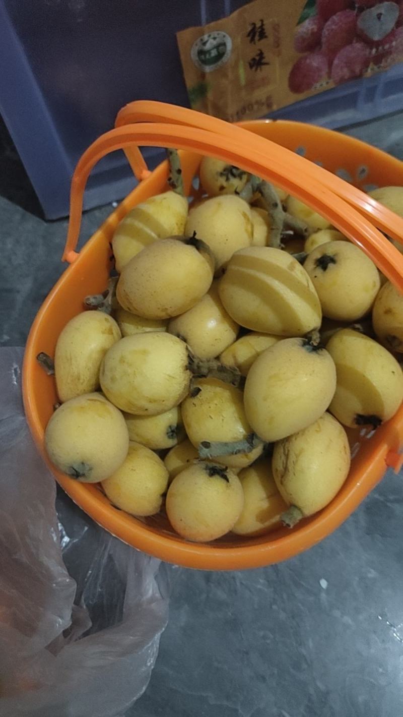 白沙枇杷
