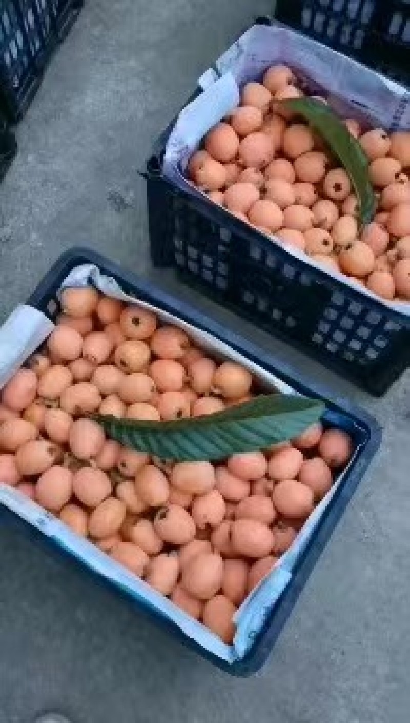 荔波高山大五星枇杷