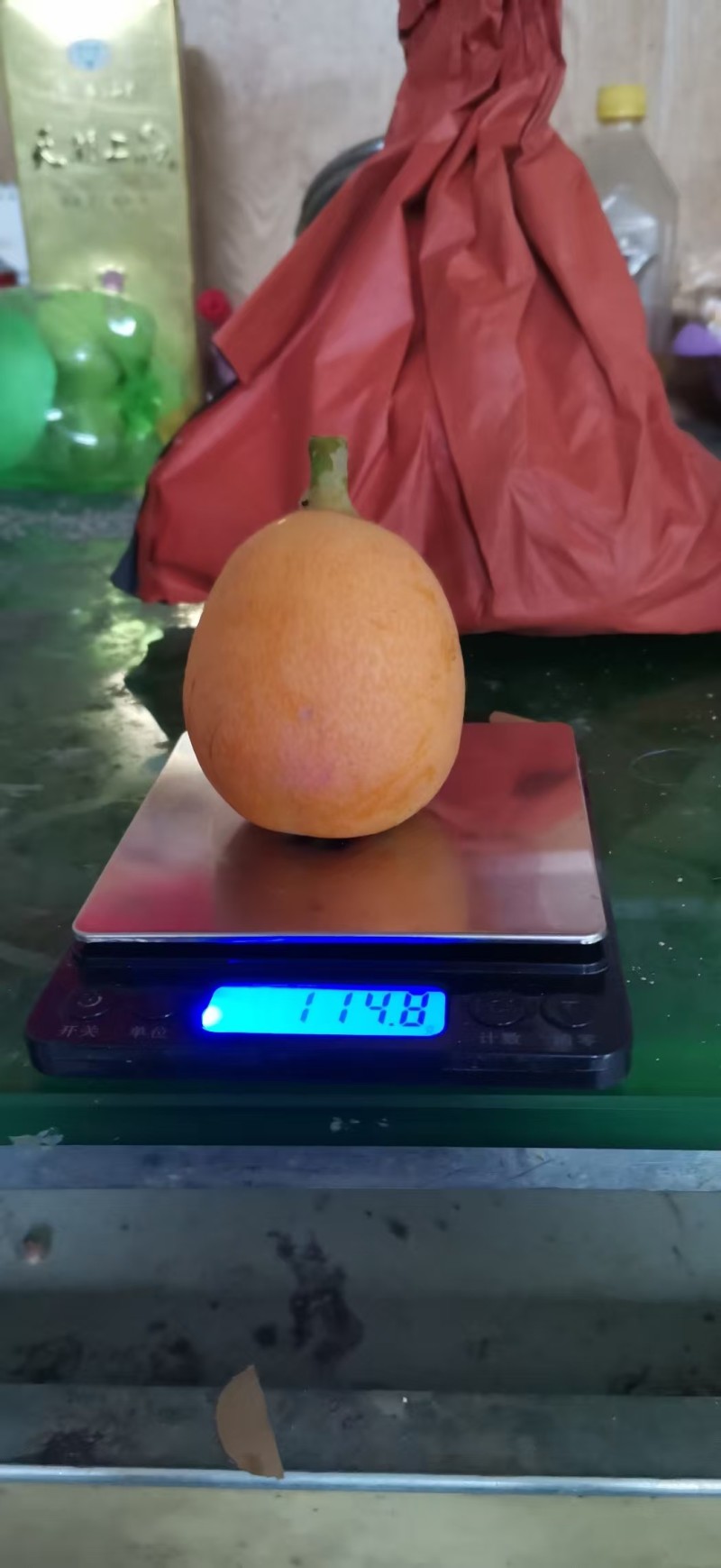 荔波高山大五星枇杷
