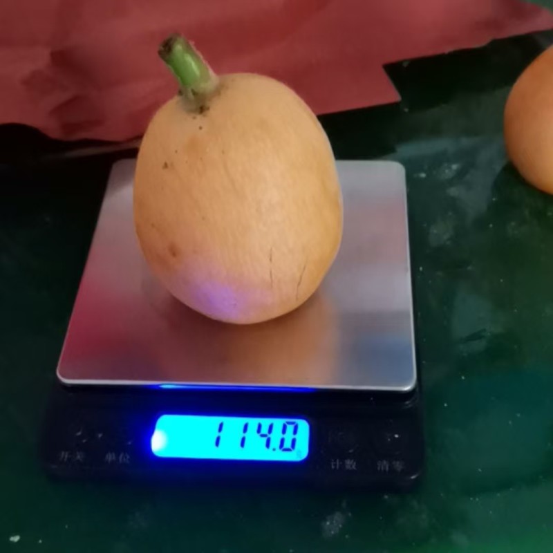 荔波高山大五星枇杷