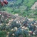 荔波高山大五星枇杷