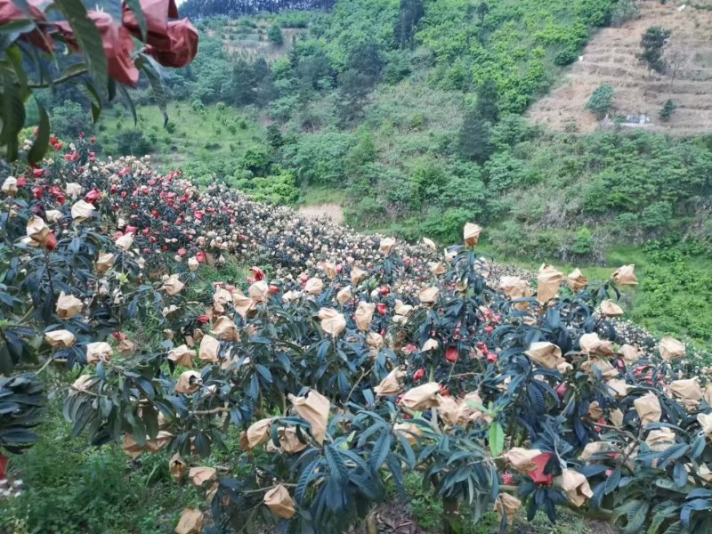 荔波高山大五星枇杷