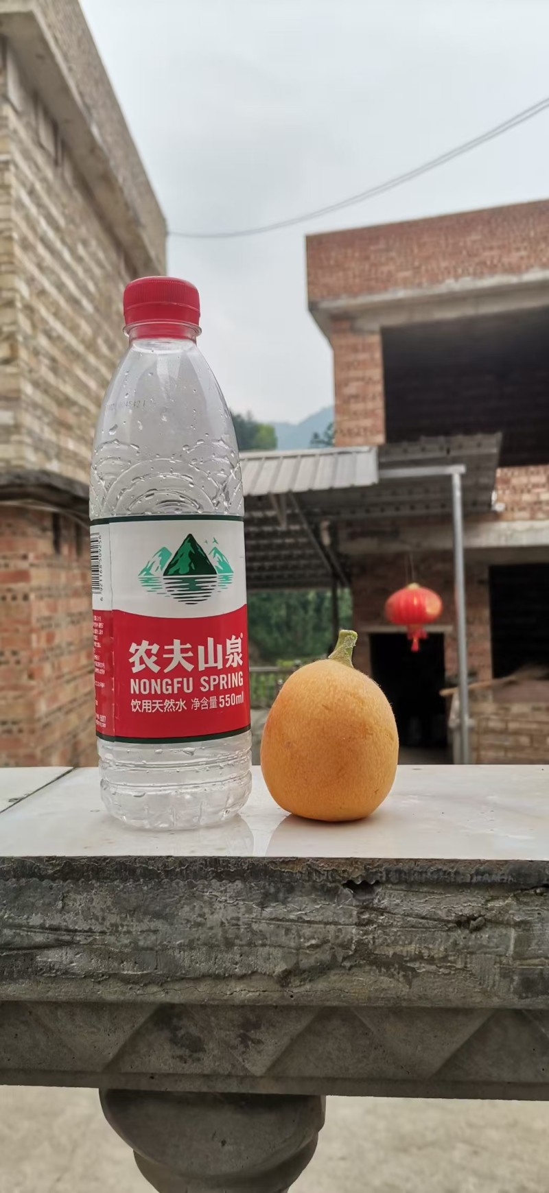 荔波高山大五星枇杷