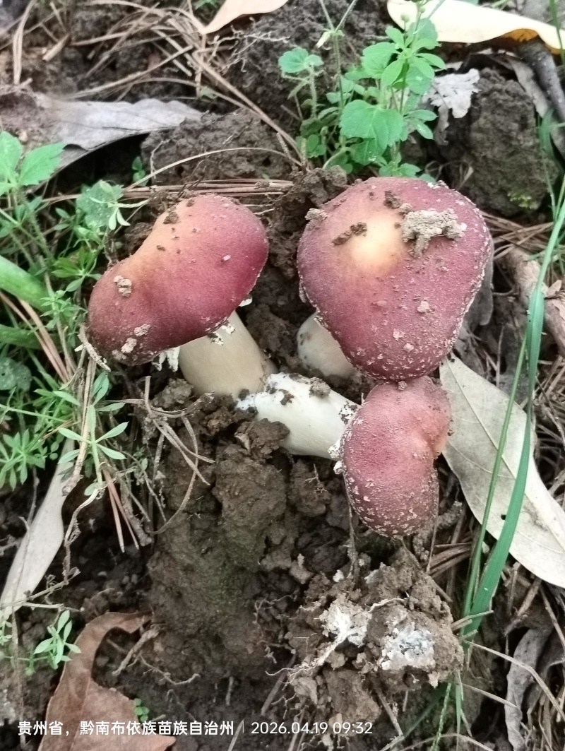 贵州龙里龙架山国有林场仿野生种植的大球盖菇，富含硒。