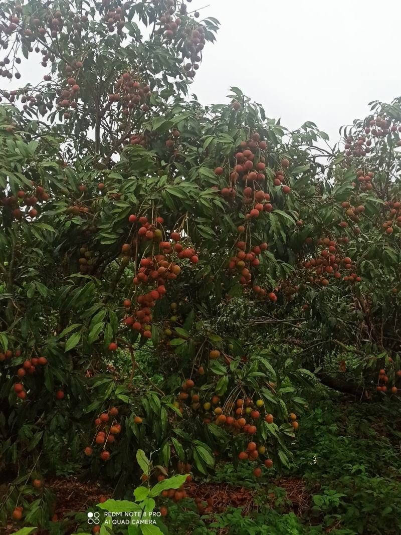 800亩茂名荔枝科技一号6元批