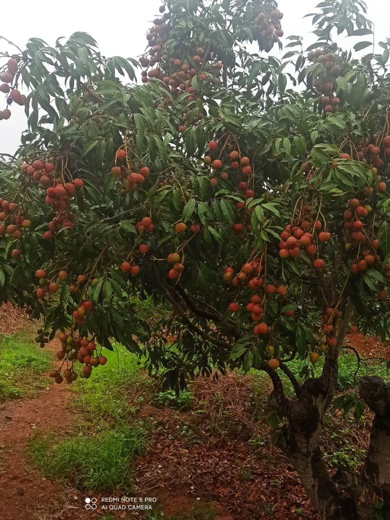 800亩茂名荔枝科技一号6元批