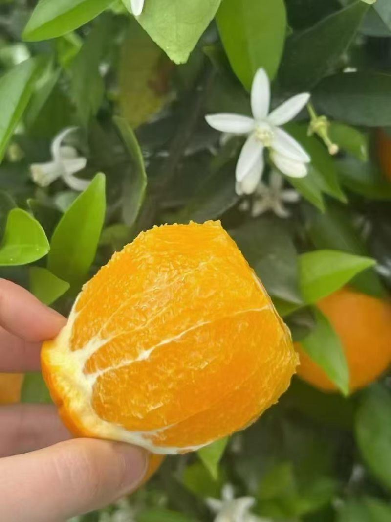 湖北伦晚