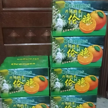 湖北伦晚