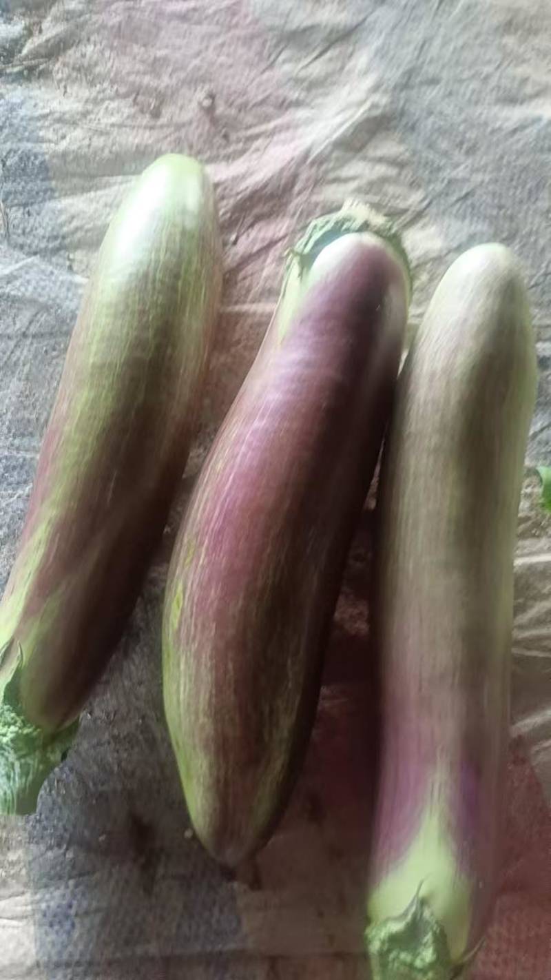 精品面包茄子