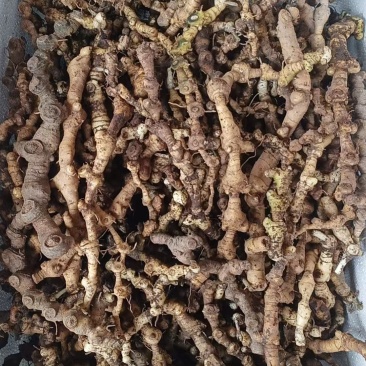 马鞭黄精，统货，