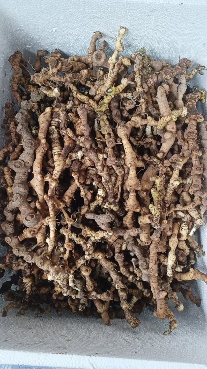 马鞭黄精，统货，