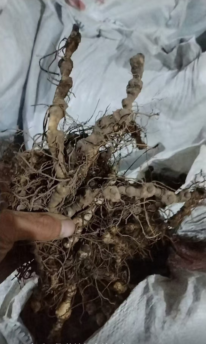 马鞭黄精，统货，