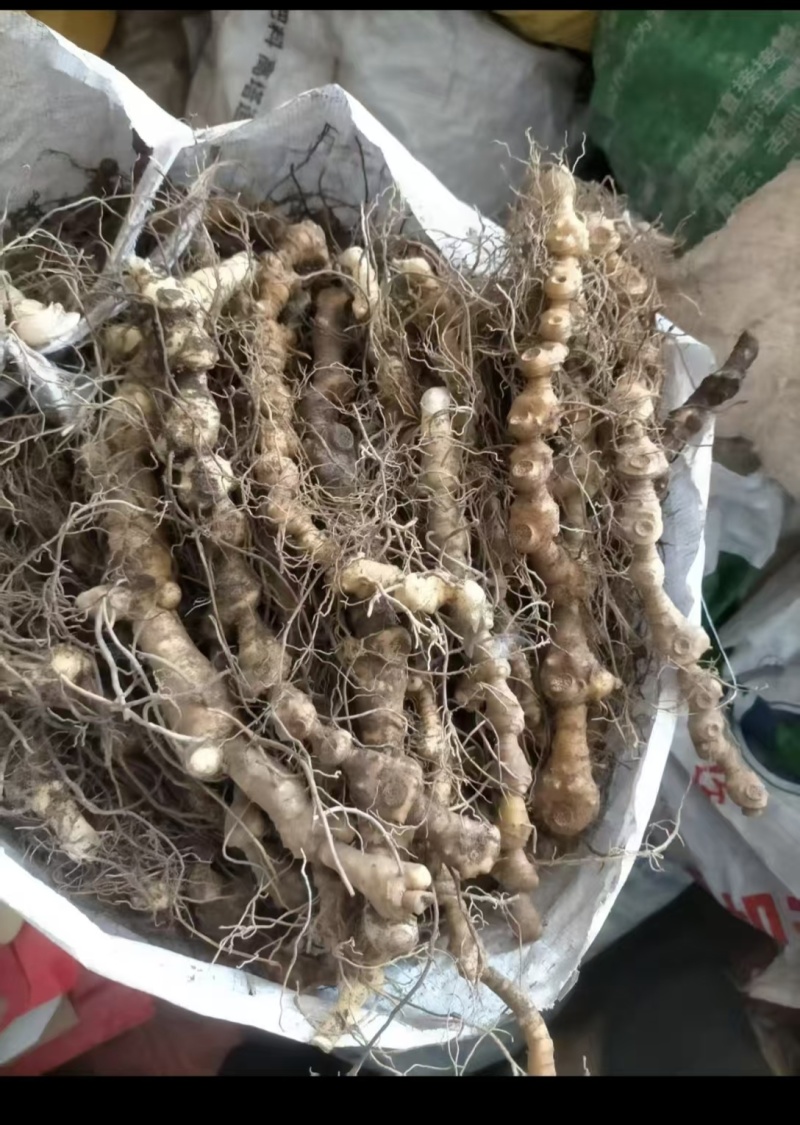 马鞭黄精，统货，