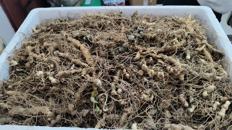 马鞭黄精，统货，