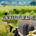 农家菜籽油