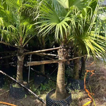 蒲葵100-500高，基地直销，一手货源，大量现货优惠出售