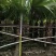 蒲葵100-500高，基地直销，一手货源，各种规格，大量现货