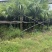 蒲葵100-500高，基地直销，一手货源，各种规格，大量现货