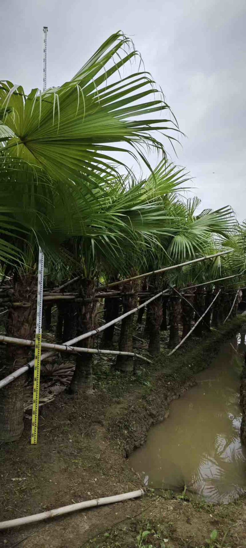 蒲葵100-500高，基地直销，一手货源，各种规格，大量现货