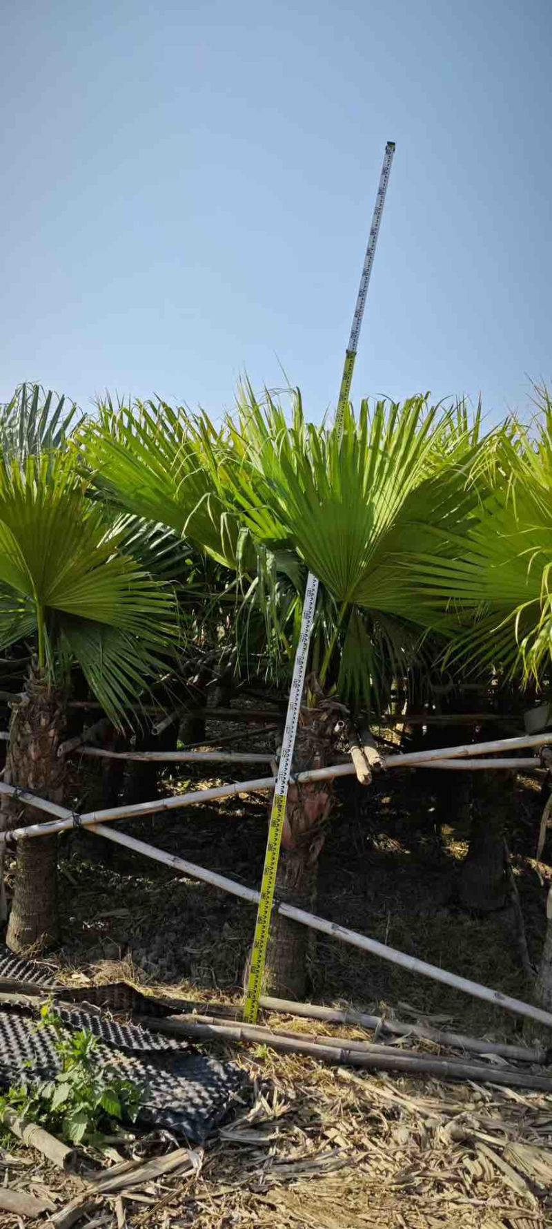 蒲葵100-500高，基地直销，一手货源，移植苗，地苗