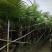 蒲葵100-500高，基地直销，一手货源，移植苗，地苗