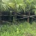 蒲葵100-500高，基地直销，一手货源，移植苗，地苗