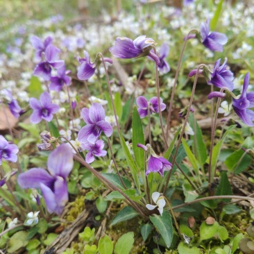 紫花地丁