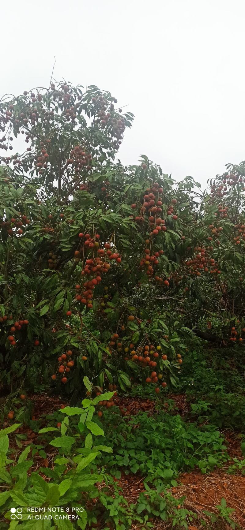 800亩荔枝源产地茂名科技一号荔枝现货6元1斤批100斤起批
