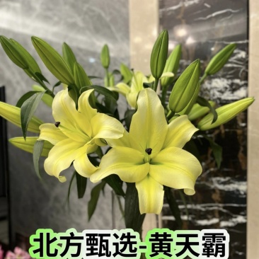香水百合鲜花，香水百合种球