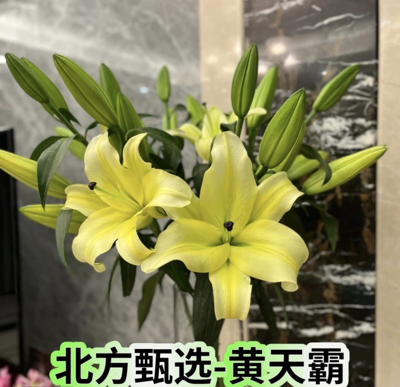 香水百合鲜花，香水百合种球