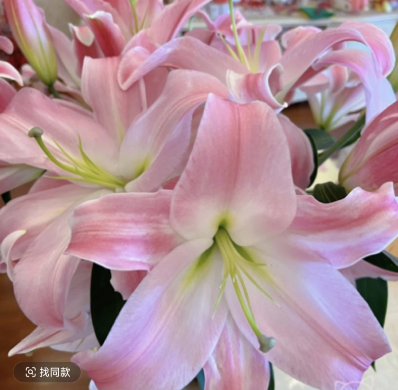 香水百合鲜花，香水百合种球