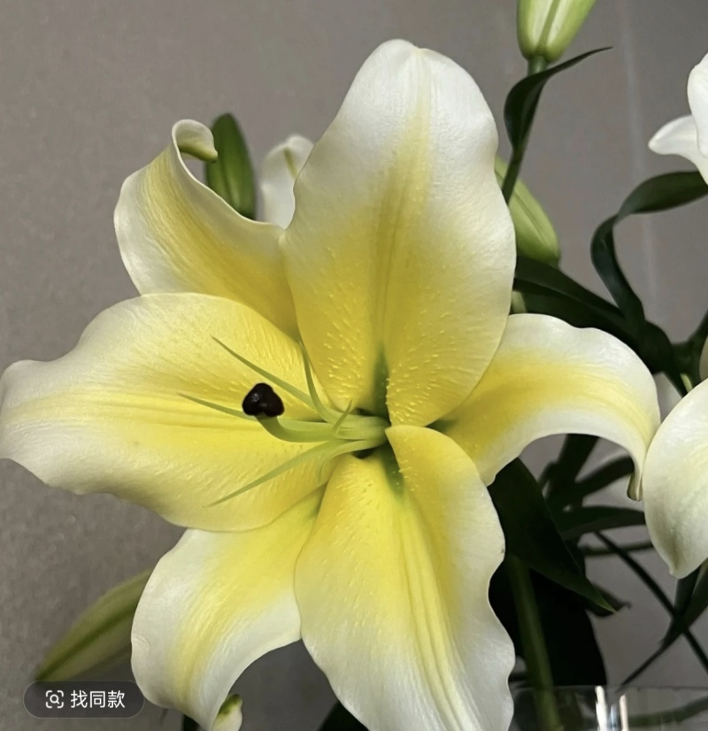香水百合鲜花，香水百合种球