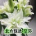 香水百合鲜花，香水百合种球