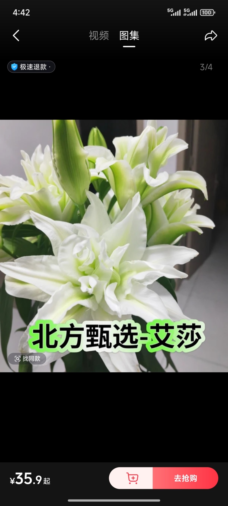 香水百合鲜花，香水百合种球