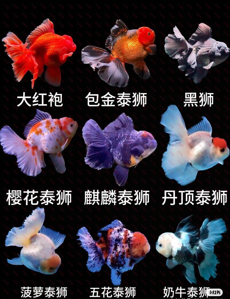兰寿玛丽泰狮金鱼批发