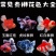 兰寿玛丽泰狮金鱼批发