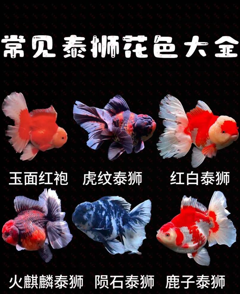 兰寿玛丽泰狮金鱼批发