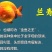 兰寿玛丽泰狮金鱼批发