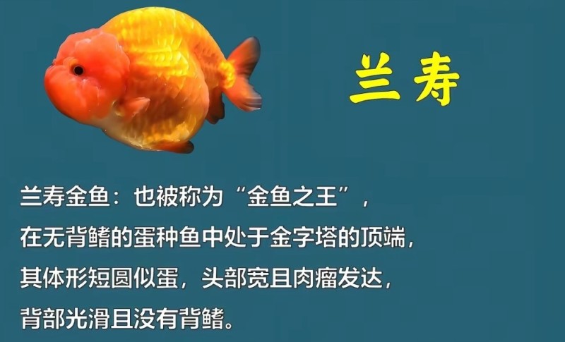 兰寿玛丽泰狮金鱼批发