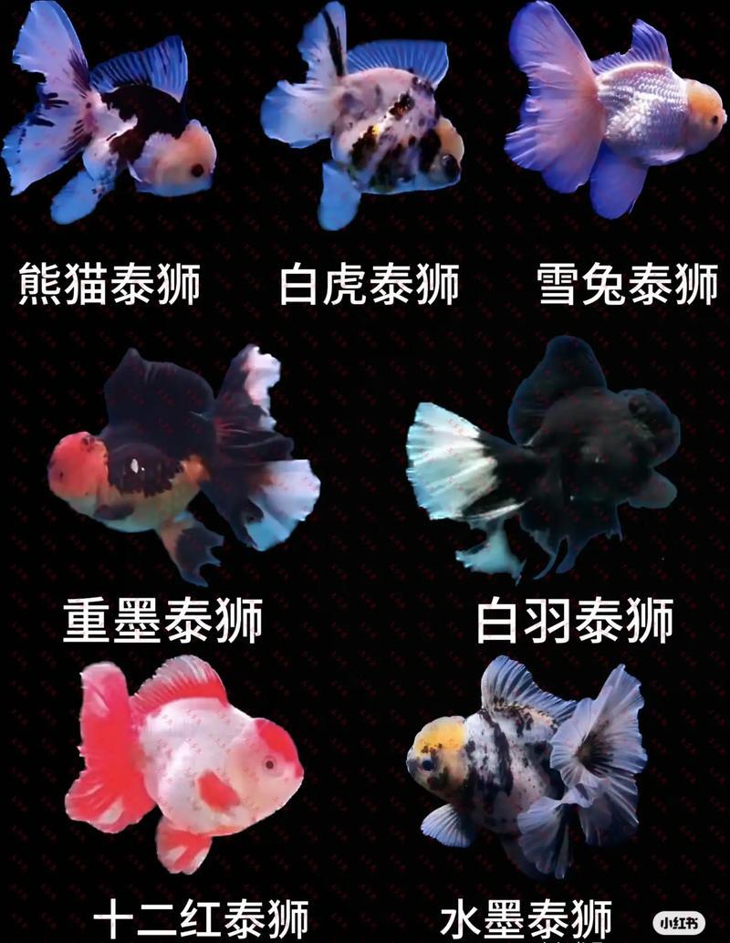 兰寿玛丽泰狮金鱼批发