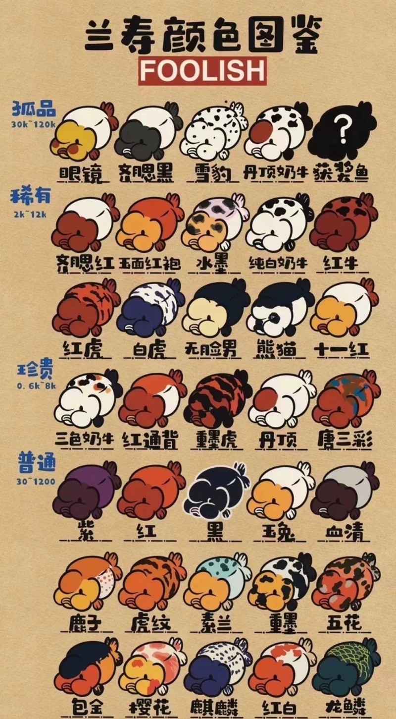 兰寿玛丽泰狮金鱼批发