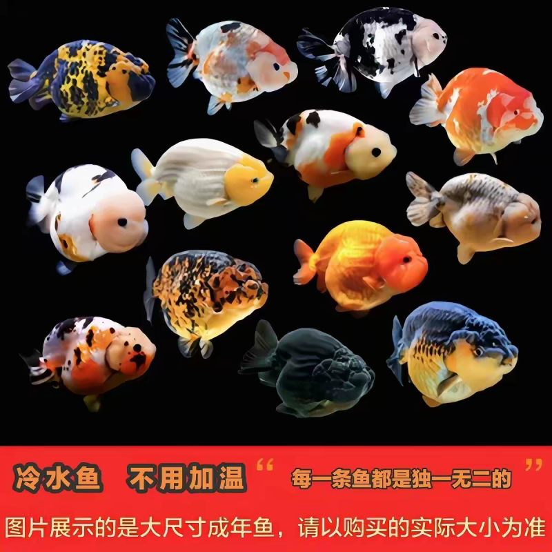 兰寿玛丽泰狮金鱼批发