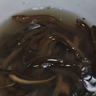 野生土黄鳝