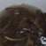野生土黄鳝