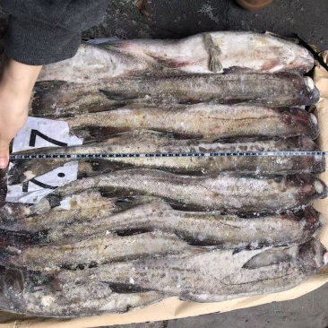 鳕鱼300吨出售