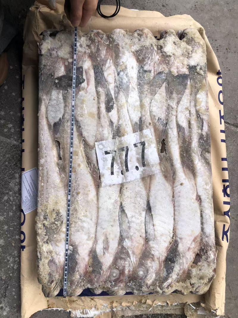 鳕鱼300吨出售