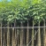 红花风铃木3-18分，基地直销，一手货源，各种规格大量出售